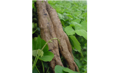 吃了這么多年的野生葛根粉，你吃對(duì)了嗎？