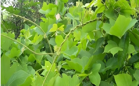 七夕寵妻狂魔就選它！二月風雙有機野生葛根粉，健康又有文化味 