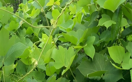 《趙家葛坊》：一株葛藤背后的文明史詩與文化回鄉