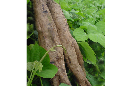 長期吃葛粉是養生還是傷身？科學解讀它的三大益處，讓你吃得更明白！