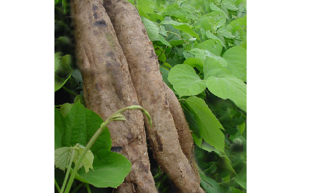 葛粉是什么？解鎖這份藏著千年文化與養生智慧的天然食材